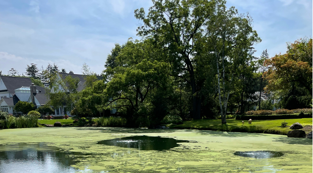Algae bloom case study Lake Pro Lake Management Services