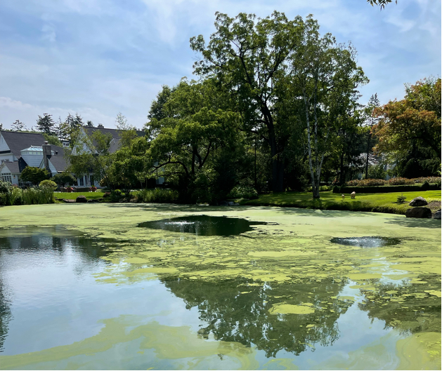 Algae bloom case study Lake Pro Lake Management Services