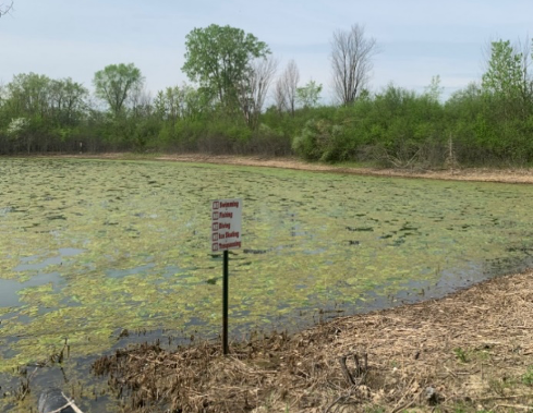 Pond Algae and Weed issus Lake Pro Management