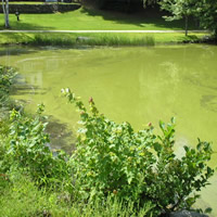 Algae Identification & Toxin Analysis